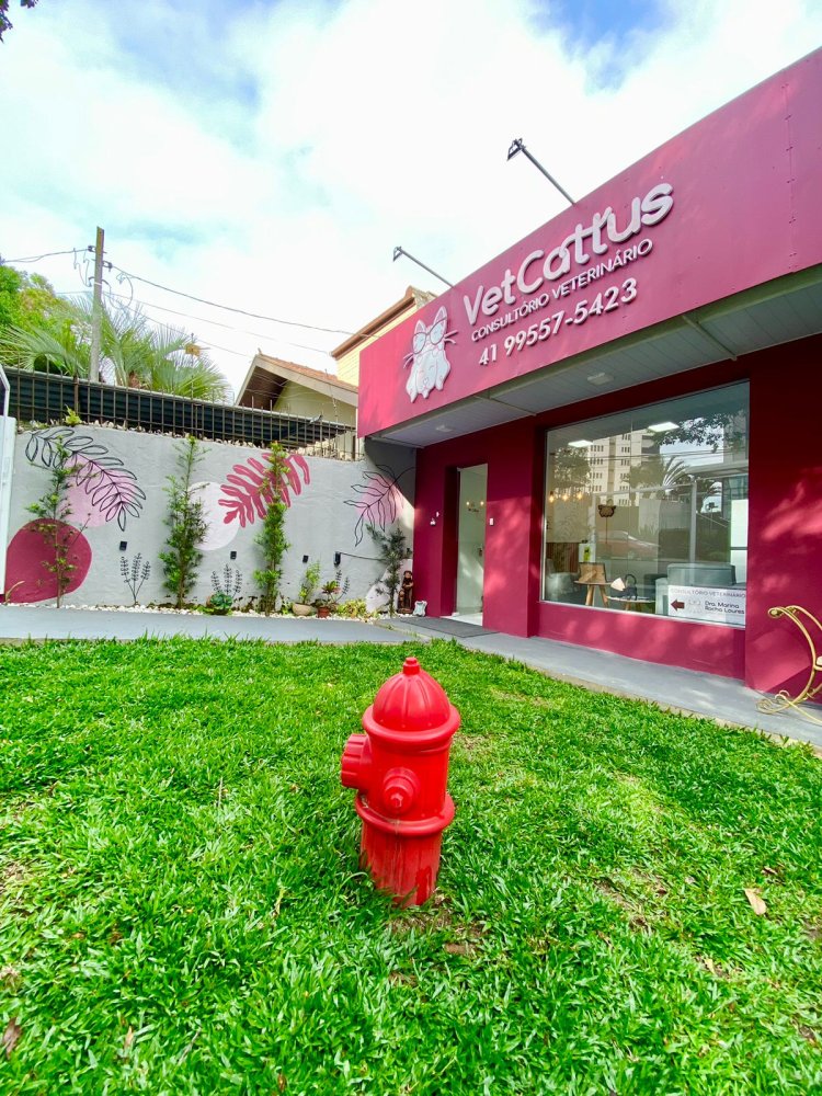 vetcattus-IMG-20241101-WA0054
